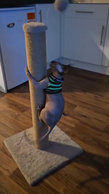 playful baby sphynx kitty in Rochdale