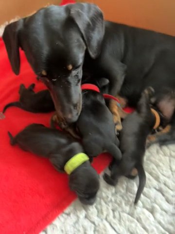 Miniature Smooth Haired Dachshund in Dudley