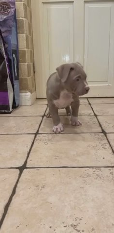 American Bully Male in Nottingham