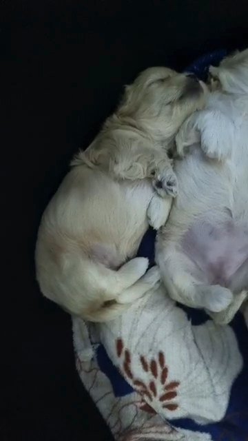 puppy available in London