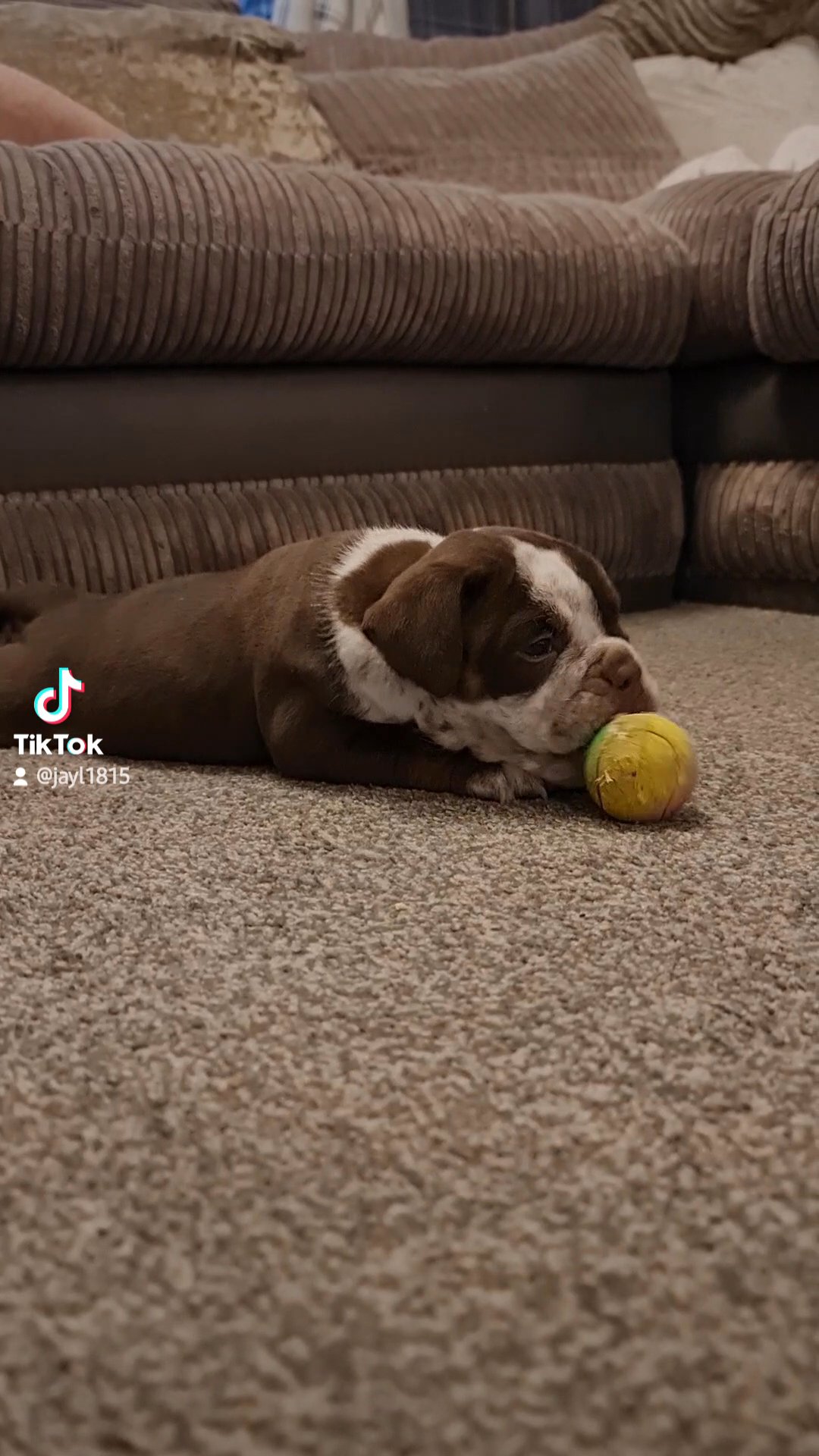 LAST GIRL OLDE ENGLISH BULLDOGGE in Preston