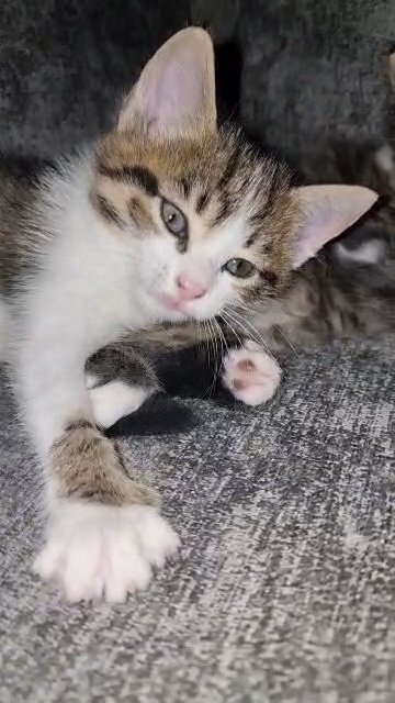 WONDERFUL KITTEN FOR SALE in London