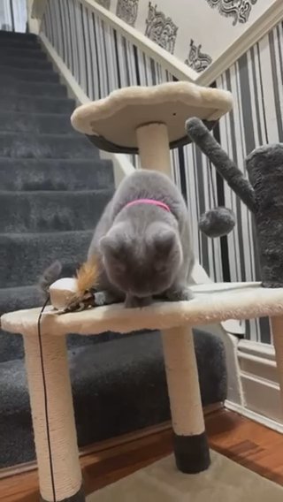 Blue British Short Hair Female! in Leeds