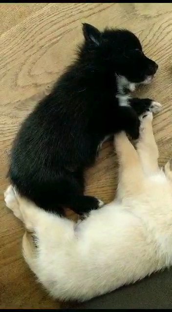 Two cream boys need their forever homes! ♥️? in London