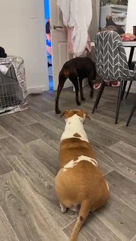 Dobermann Female in Staffordshire