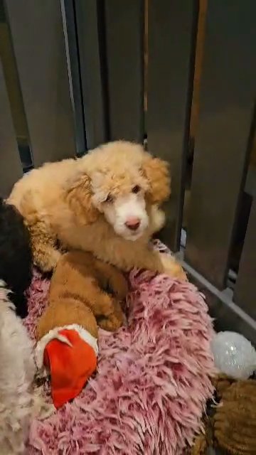 last girl remaining moyen f1b poodle in Bradford