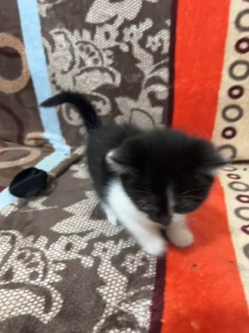 Kittens in Bradford