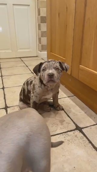 Female Merle American Bully in Nottingham