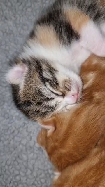 WONDERFUL KITTENS FOR SALE in London