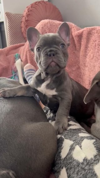 Lilac Male French Bulldog. in Warrington