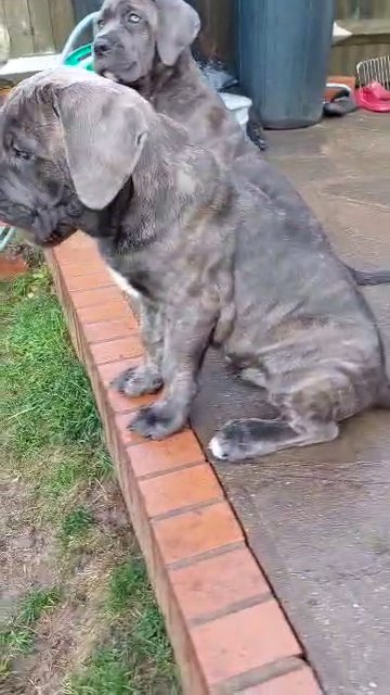 Cane Corso male, top bloodline in London