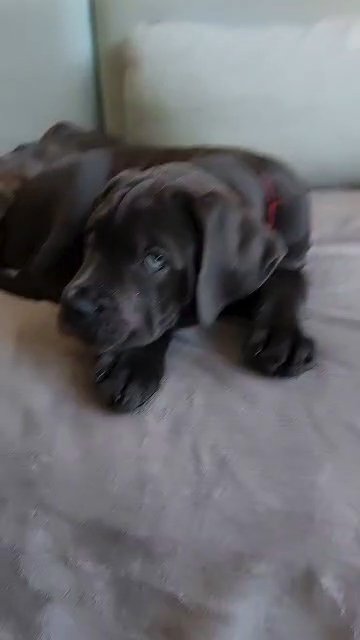 Cane Corso female, potty trained *PRICE REDUCED* in London