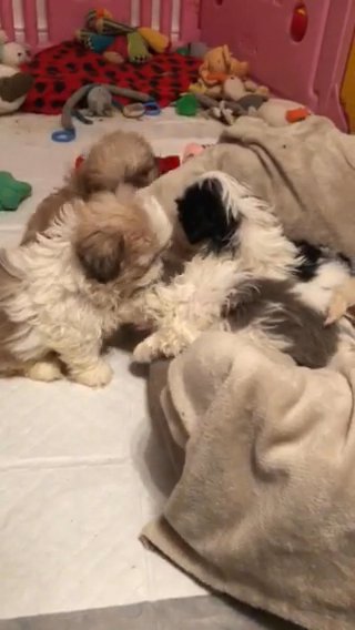 Kc Stunning Health Checked Quality Rare Shihtzus in Wyre