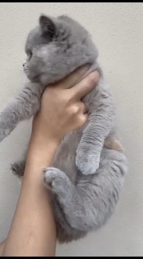 Beautiful Bsh Kittens in Bristol