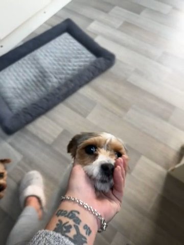 Yorkie in London