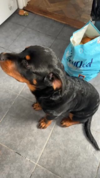 Male Jnr Rottweiler in Canterbury