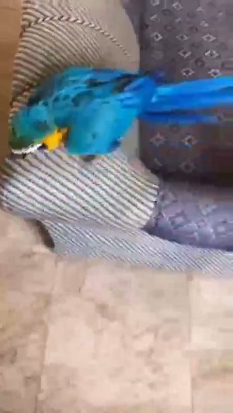 Bird in London