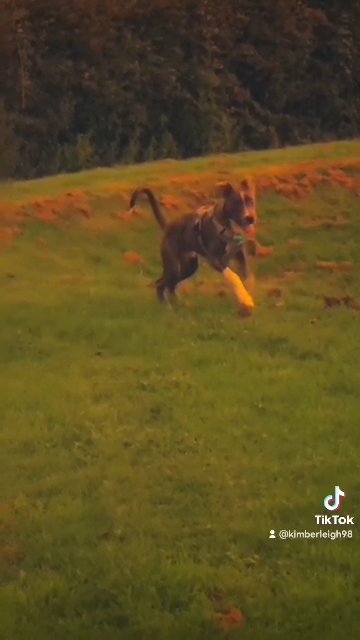 Neapolitan mastiff cross Pakistani mastiff! in West Devon