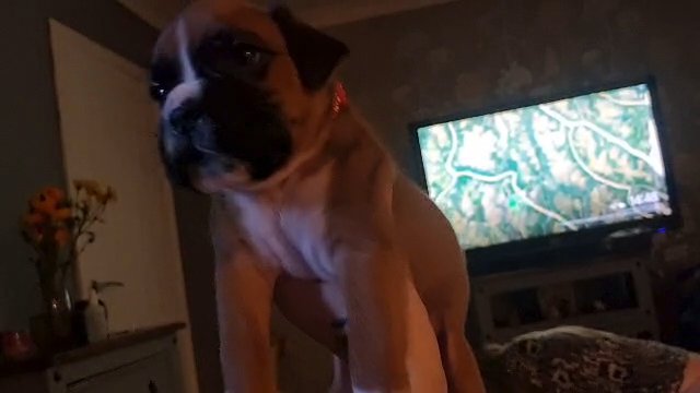 CHUNKY BOXER PUPS ? in Norfolk