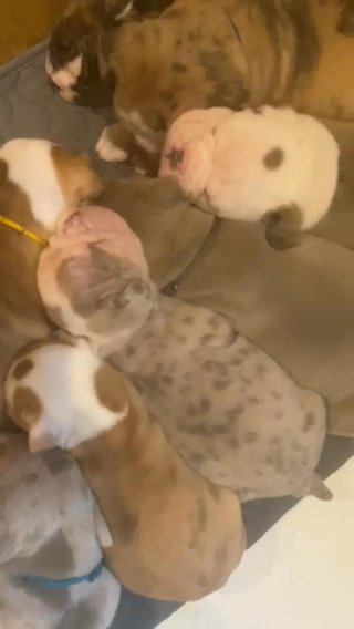 Old Tyme Bulldog Puppies in Sheffield
