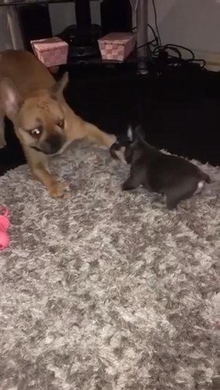 French Bulldog Puppies For Sale in North West Leicestershire
