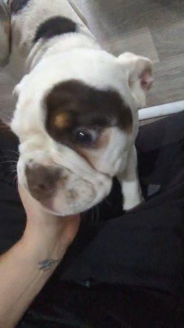Olde English Bulldogge in Northampton