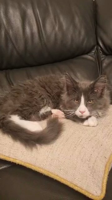 maincoon boy in Lincoln