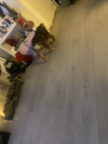 Lilac And Tan Merle English Bulldog in Rhondda Cynon Taf