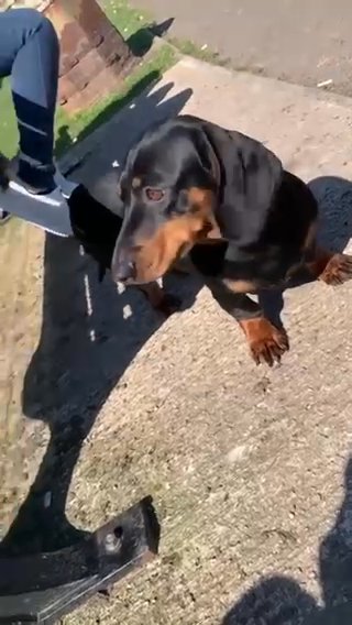 miniature dachshund female is looking for a new family. in Dudley