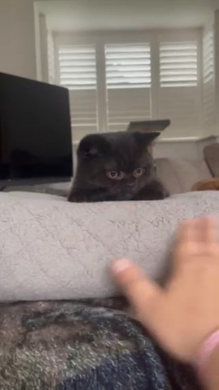 Black British Shorthair Male in North East Derbyshire