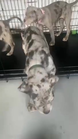 Ruduced Price Split Face Cane Corso Bloodline in London