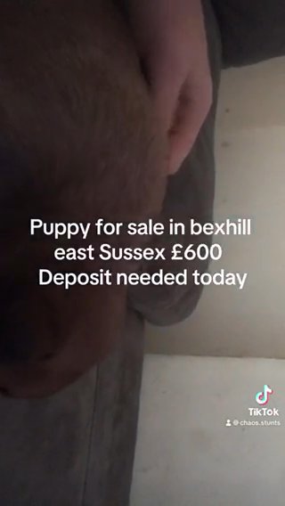 Puppy For Sale in Sussex
