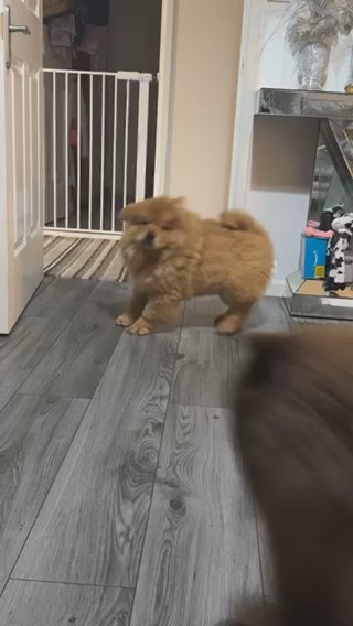 Chow Chow Male Puppy in Wolverhampton