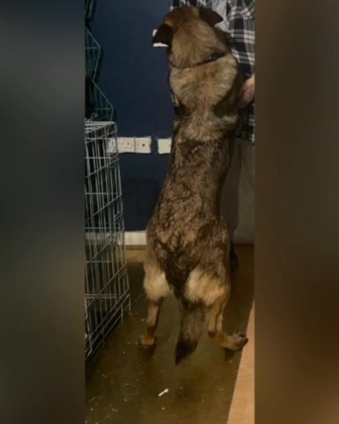 German Shepherd To A Good Home in Croydon