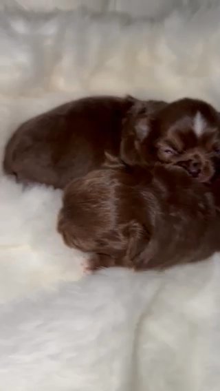 Stunning chocolate long coat chihushua puppies in Coventry
