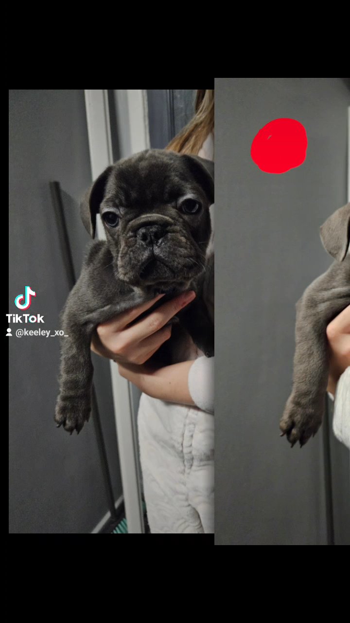 reduced french bulldog in Barnsley