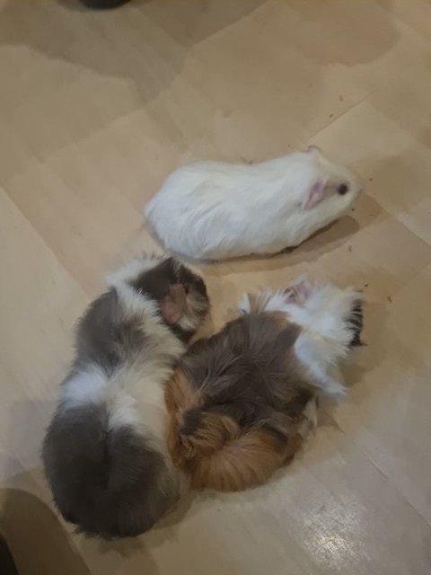 selling cute babies in London