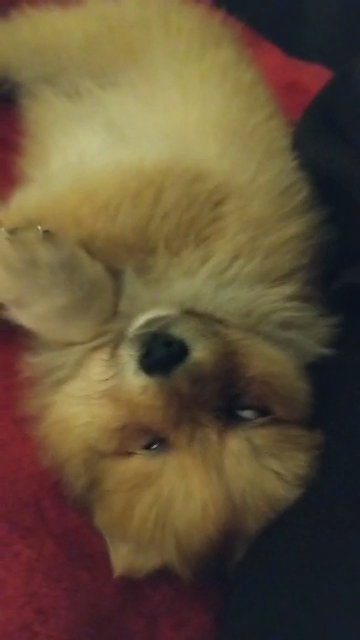 Adorable Chow Mix girl! ♥️ in London