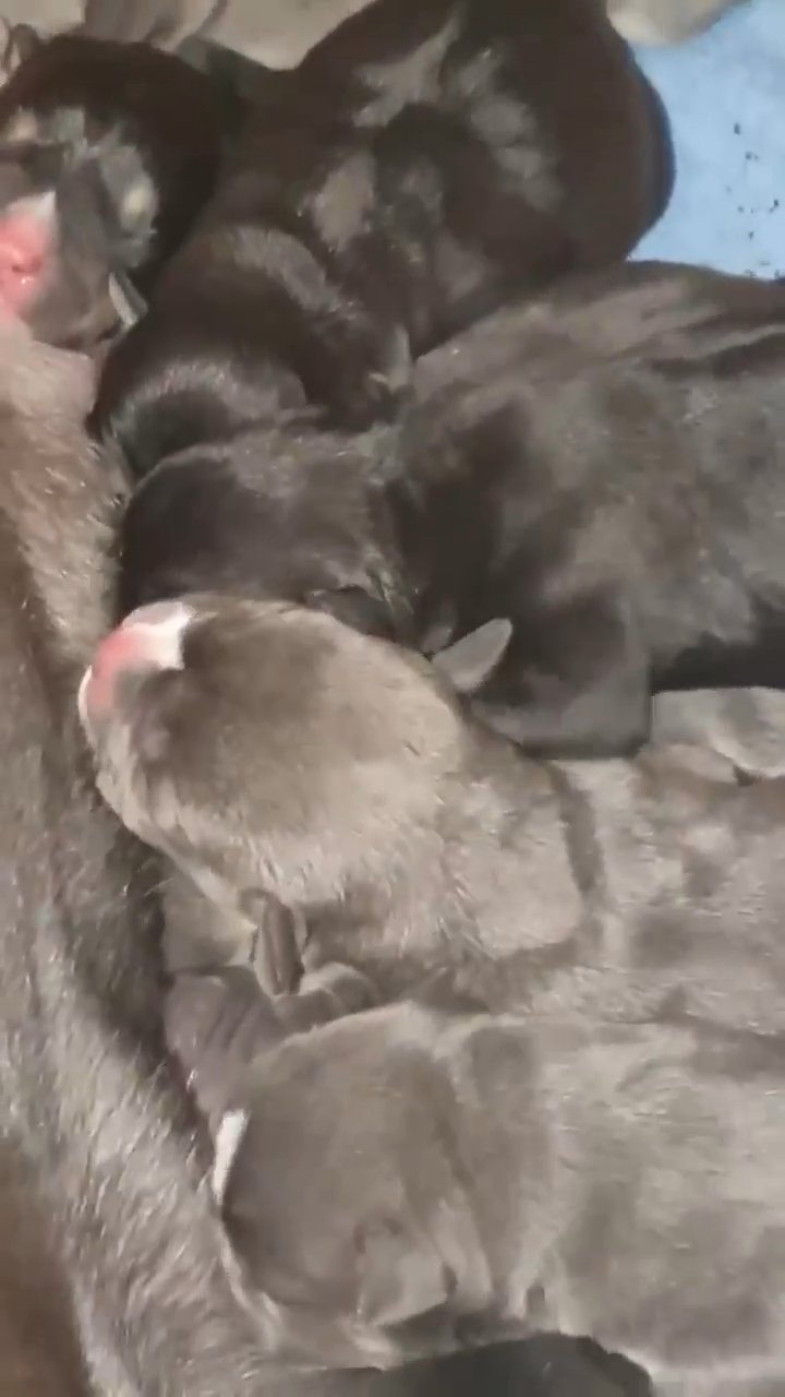 Pocket Bully Pups in Sheffield