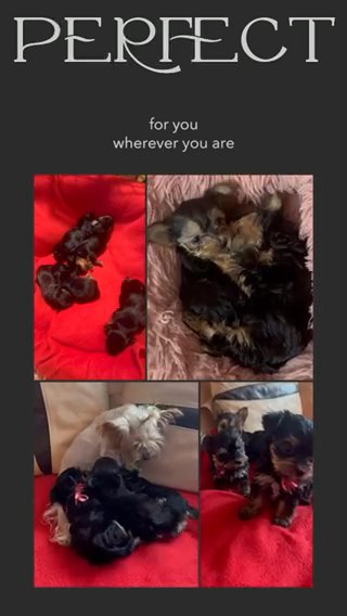 Yorkshire Terrier Puppies in London