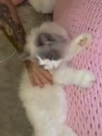 Female Ragdolls in Cardiff