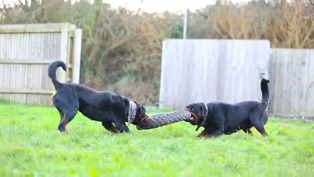 Rottweiler Pups Top Quality ? in Cardiff
