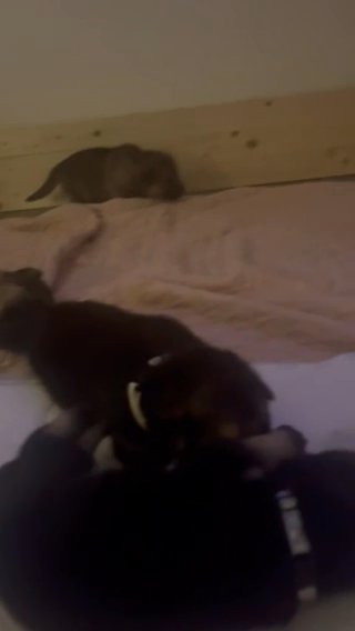 German Shepherd Puppies in Nottingham