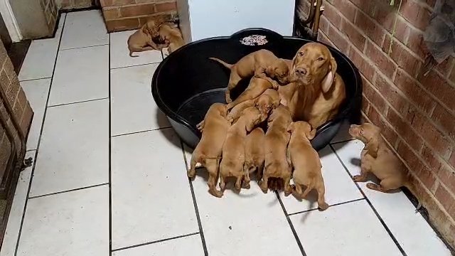 KC registered Hungarian Vizsla puppies in Northampton