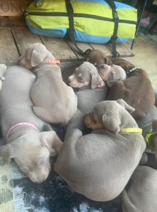 Standard American Bully Puppies Lilac Tri And Choc Tri in Peterborough