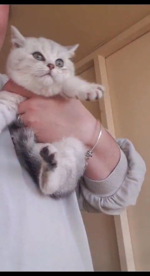 Exotic British Shorthair kitten in Bradford