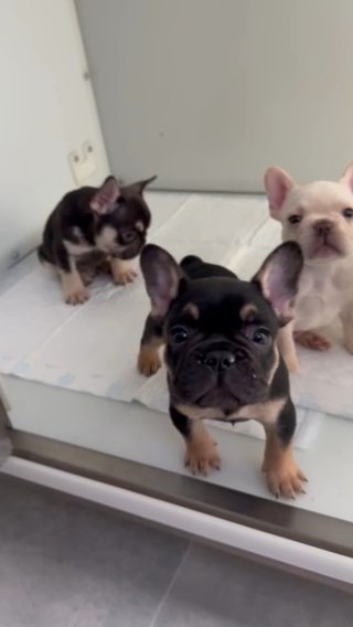 2 French Bulldogs For Sale in Stockport
