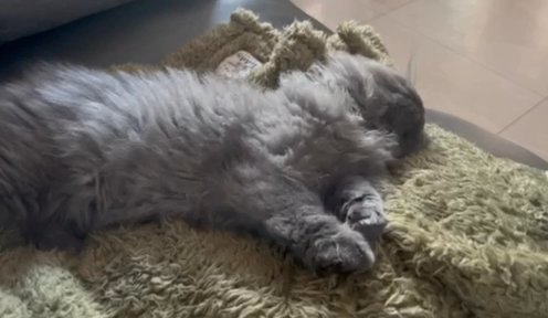 Tica QGC parents Blue Blh Kitten Boy Ready Now in Leeds