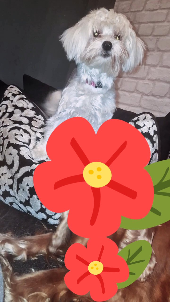 kc Maltese pup urgent home needed in Barnsley