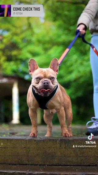 Karma (stud) Carrying Fluffy in Liverpool